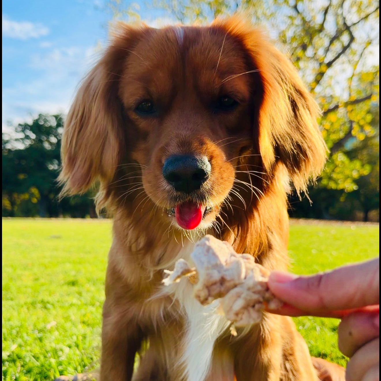 Laila and Me Freeze Dried Kangaroo (60g)