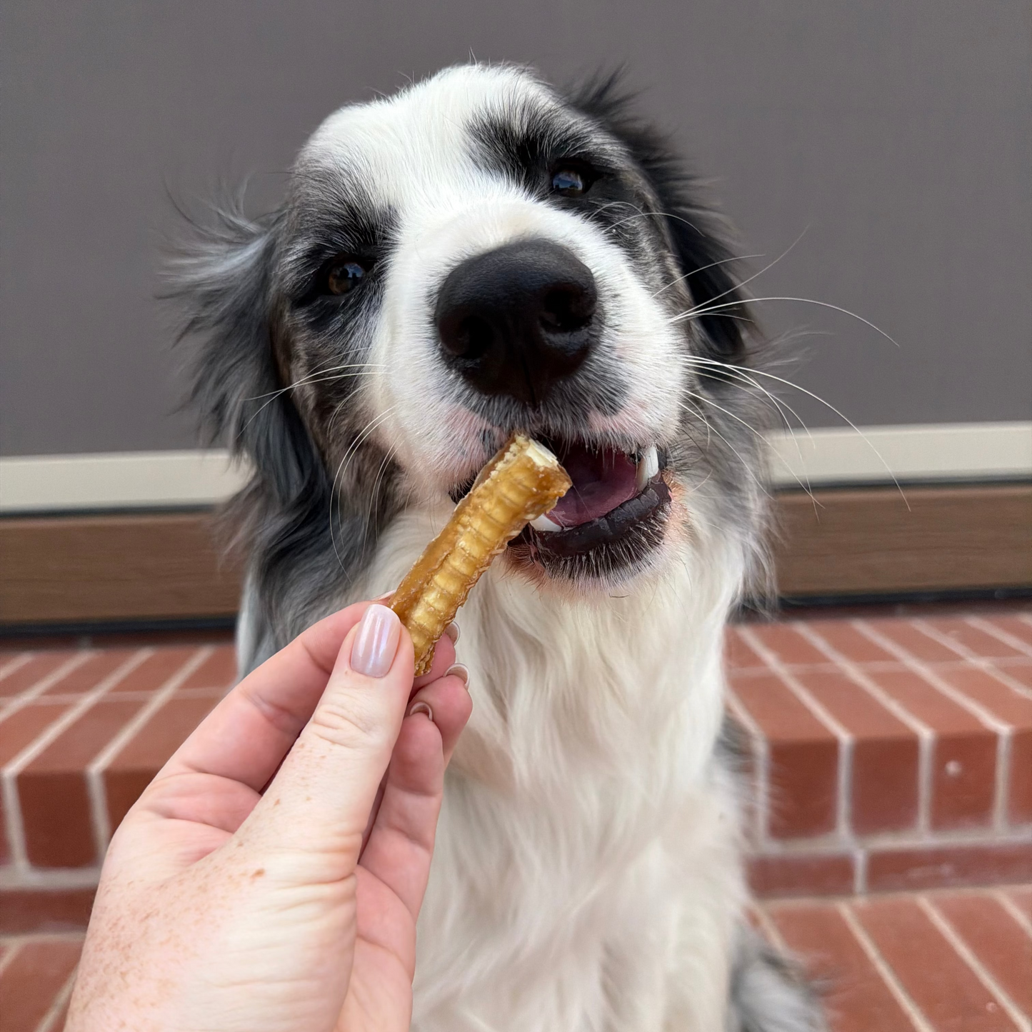Laila and Me鯊魚軟骨 (80g)