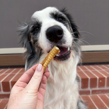 Laila and Me鯊魚軟骨 (80g)